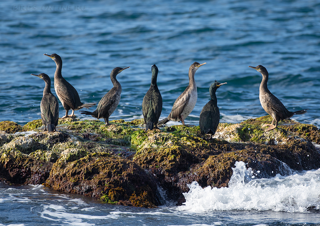 Баклан хохлатый (Phalacrocorax aristotelis)
Keywords: Баклан хохлатый Phalacrocorax aristotelis