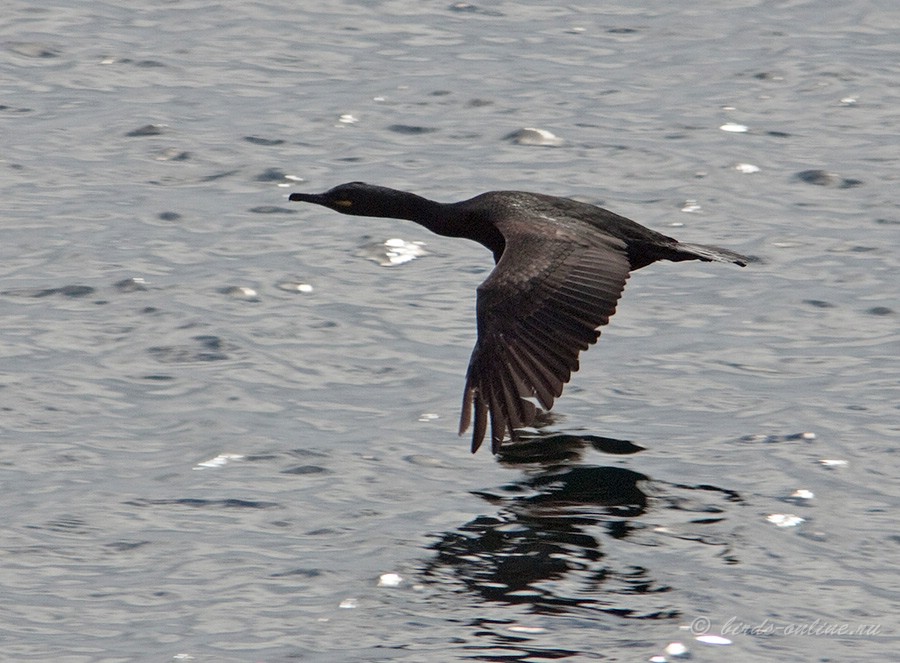 Баклан хохлатый (Phalacrocorax aristotelis)
Phalacrocorax aristotelis aristotelis Linnaeus, 1761
Keywords: Баклан хохлатый Phalacrocorax aristotelis murman09