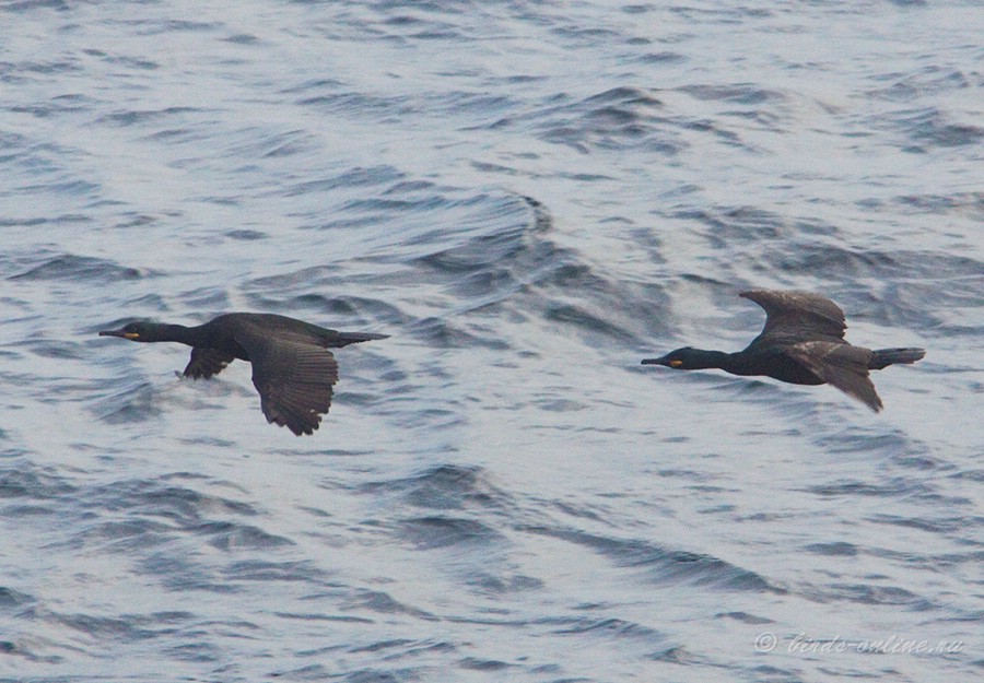 Баклан хохлатый (Phalacrocorax aristotelis)
Phalacrocorax aristotelis aristotelis Linnaeus, 1761
Keywords: Баклан хохлатый Phalacrocorax aristotelis murman09