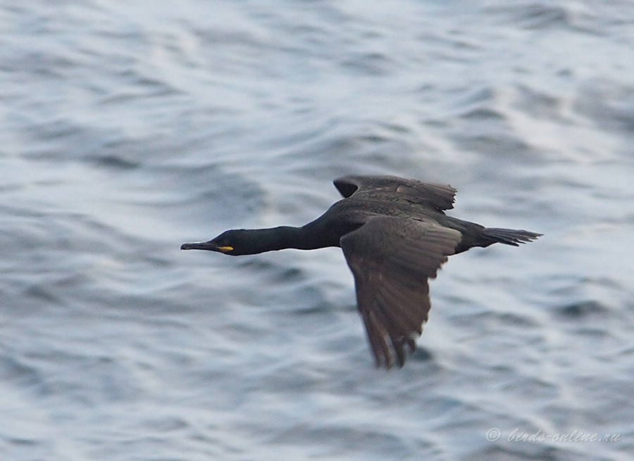 Баклан хохлатый (Phalacrocorax aristotelis)
Phalacrocorax aristotelis aristotelis Linnaeus, 1761
Keywords: Баклан хохлатый Phalacrocorax aristotelis murman09