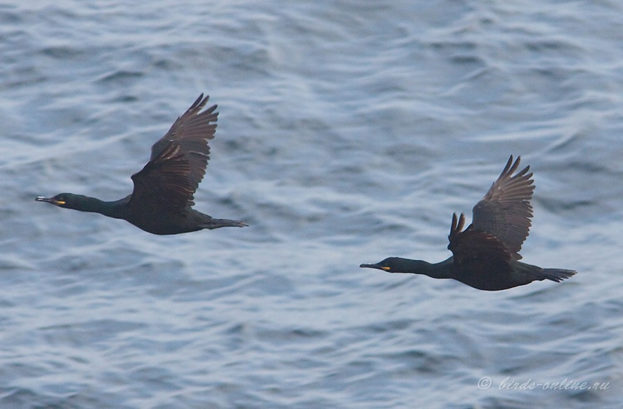 Баклан хохлатый (Phalacrocorax aristotelis)
Phalacrocorax aristotelis aristotelis Linnaeus, 1761
Keywords: Баклан хохлатый Phalacrocorax aristotelis murman09