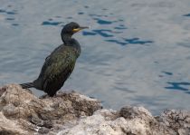 Баклан хохлатый Phalacrocorax aristotelis
Filename=8Z2A6080.jpg
Filesize=284KB
Dimensions=1100x782
Date added=Nov 05, 2021 8Z2A6080.jpg