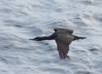 Баклан хохлатый Phalacrocorax aristotelis murman09
Phalacrocorax aristotelis aristotelis Linnaeus, 1761
Filename=IMG_2019.jpg
Filesize=109KB
Dimensions=900x655
Date added=Jul 04, 2009 IMG_2019.jpg