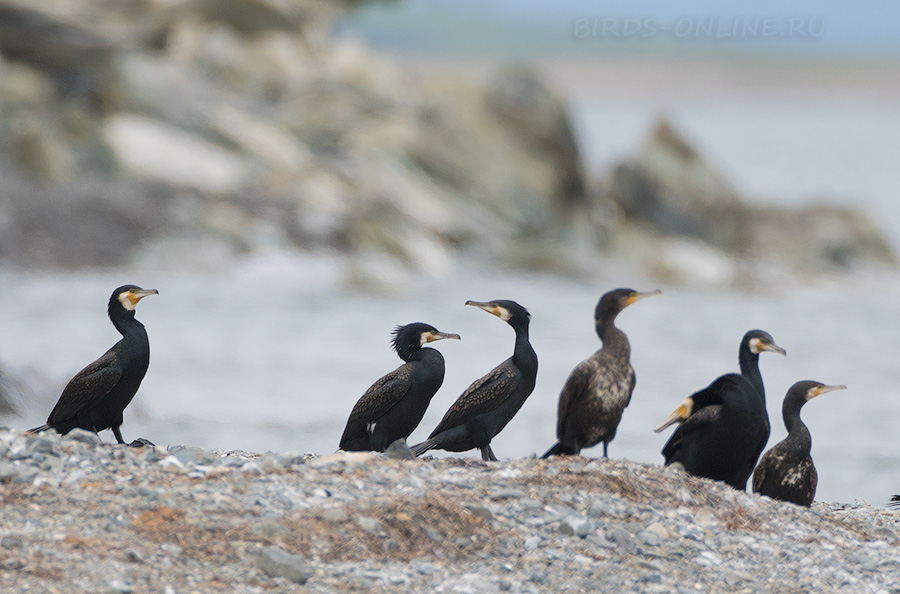 Уссурийский баклан (Phalacrocorax capillatus) 
Keywords: Уссурийский японский баклан Phalacrocorax capillatus primorye2016