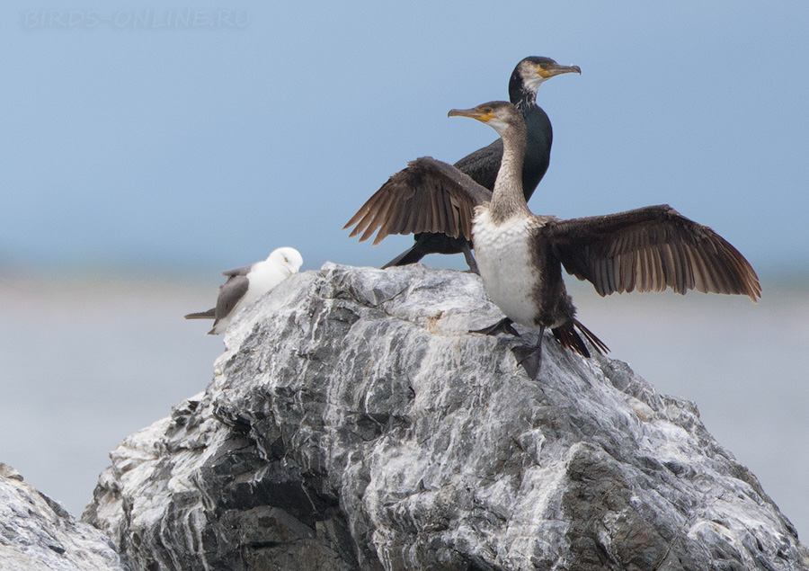 Уссурийский баклан (Phalacrocorax capillatus) 
Keywords: Уссурийский японский баклан Phalacrocorax capillatus primorye2016