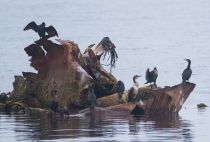 Уссурийский баклан Phalacrocorax capillatus sakhalin2017
Filename=8Z2A1843.jpg
Filesize=233KB
Dimensions=900x609
Date added=Aug 12, 2017 8Z2A1843.jpg