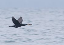 Уссурийский японский баклан Phalacrocorax capillatus primorye2016
Filename=8Z2A3162.jpg
Filesize=121KB
Dimensions=900x636
Date added=Oct 29, 2016 8Z2A3162.jpg