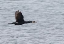 Уссурийский японский баклан Phalacrocorax capillatus primorye2016
Filename=8Z2A3497.jpg
Filesize=171KB
Dimensions=900x618
Date added=Nov 15, 2016 8Z2A3497.jpg