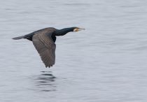 больШой баклан Phalacrocorax carbo primorye2016
Filename=8Z2A3515.jpg
Filesize=117KB
Dimensions=900x626
Date added=Nov 15, 2016 8Z2A3515.jpg