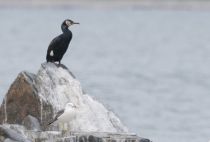 Уссурийский японский баклан Phalacrocorax capillatus primorye2016
Filename=8Z2A3551.jpg
Filesize=146KB
Dimensions=900x609
Date added=Nov 15, 2016 8Z2A3551.jpg