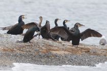 Уссурийский японский баклан Phalacrocorax capillatus primorye2016
Filename=8Z2A3570.jpg
Filesize=251KB
Dimensions=900x598
Date added=Nov 15, 2016 8Z2A3570.jpg