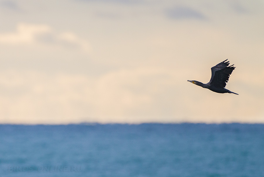 Баклан больШой (Phalacrocorax carbo)
Keywords: Баклан больШой Phalacrocorax carbo