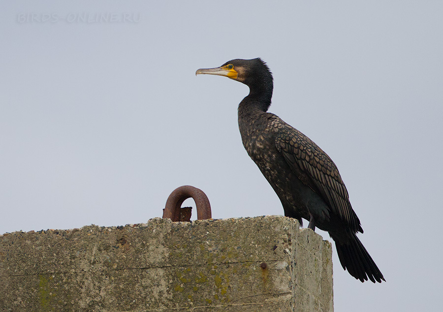 Баклан больШой (Phalacrocorax carbo)
Keywords: Баклан больШой Phalacrocorax carbo