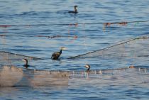 Баклан больШой Phalacrocorax carbo sochi2018
Filename=8Z2A7230.jpg
Filesize=269KB
Dimensions=900x607
Date added=Jan 21, 2018 8Z2A7230.jpg