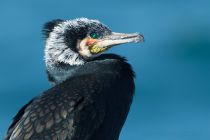 Баклан больШой Phalacrocorax carbo
Filename=8Z2A8776.jpg
Filesize=182KB
Dimensions=900x601
Date added=Feb 04, 2017 8Z2A8776.jpg
