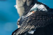 Баклан больШой Phalacrocorax carbo
Filename=8Z2A8880.jpg
Filesize=192KB
Dimensions=900x600
Date added=Feb 04, 2017 8Z2A8880.jpg