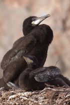 Баклан больШой Phalacrocorax carbo murman09
Phalacrocorax carbo carbo Linnaeus, 1758
Filename=IMG_2052.jpg
Filesize=127KB
Dimensions=500x750
Date added=Jul 04, 2009 IMG_2052.jpg