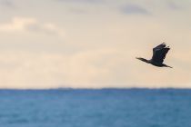 Баклан больШой Phalacrocorax carbo
Filename=IMG_7035.jpg
Filesize=165KB
Dimensions=900x604
Date added=Nov 15, 2015 IMG_7035.jpg