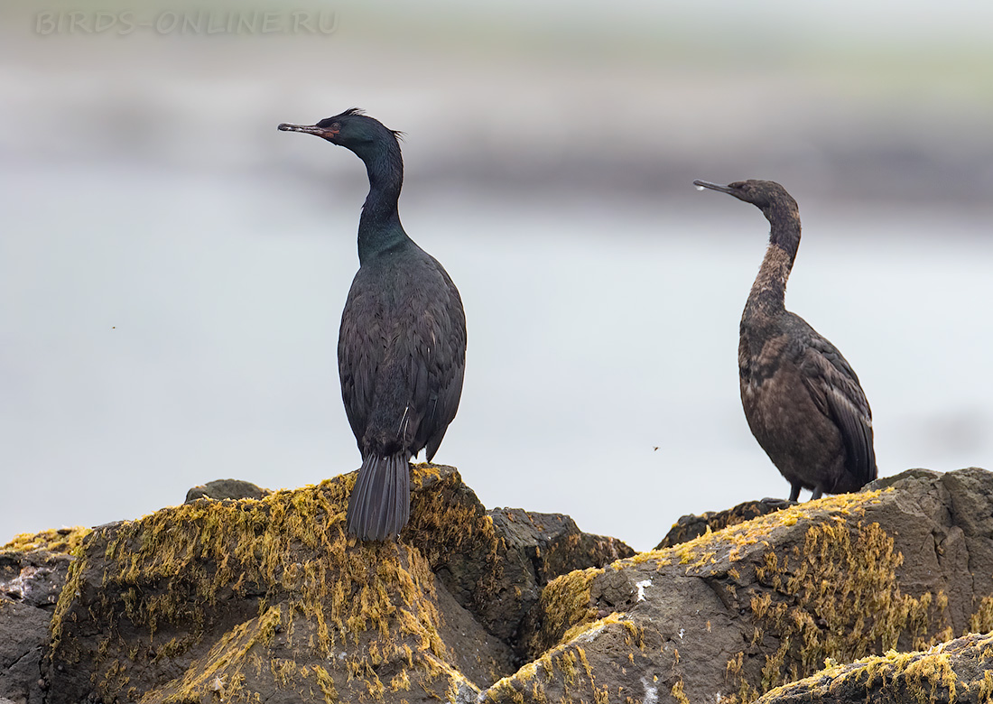 Берингов баклан (Phalacrocorax pelagicus)
Keywords: Берингов баклан Phalacrocorax pelagicus kamchatka2022