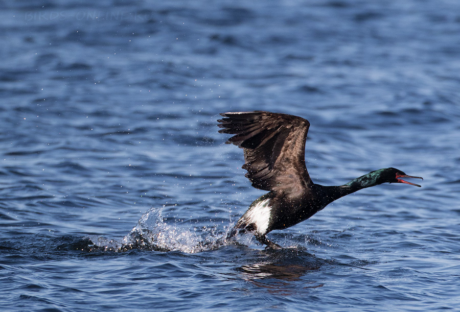 Берингов баклан (Phalacrocorax pelagicus)
Keywords: Берингов баклан Phalacrocorax pelagicus magadan2019