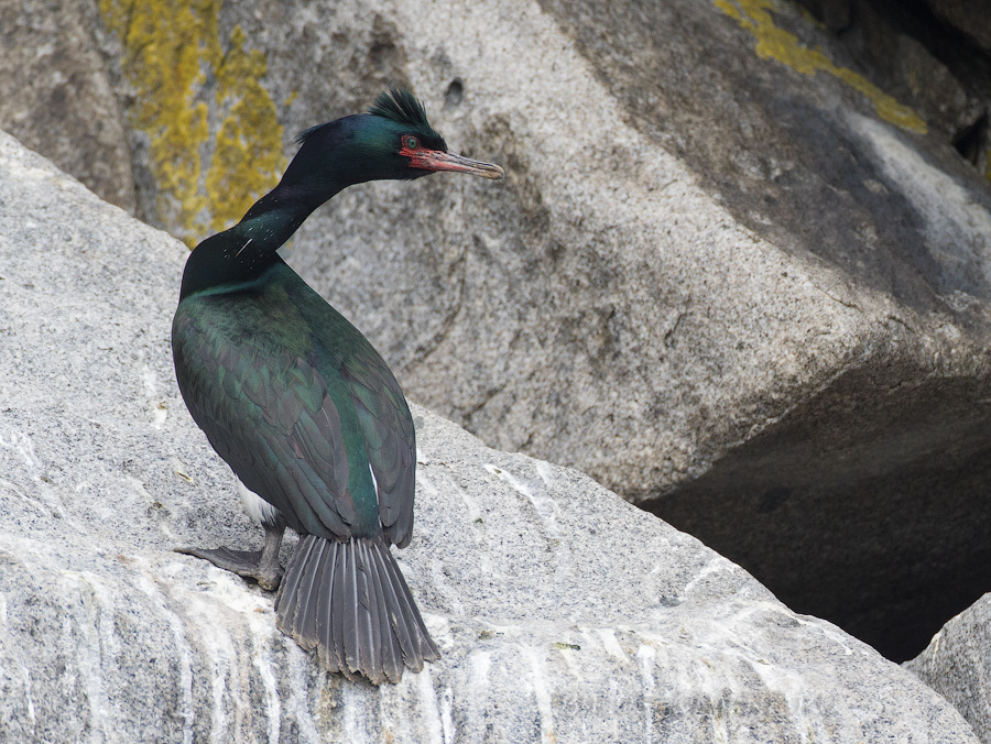 Берингов баклан (Phalacrocorax pelagicus)
Keywords: Берингов баклан Phalacrocorax pelagicus magadan2019