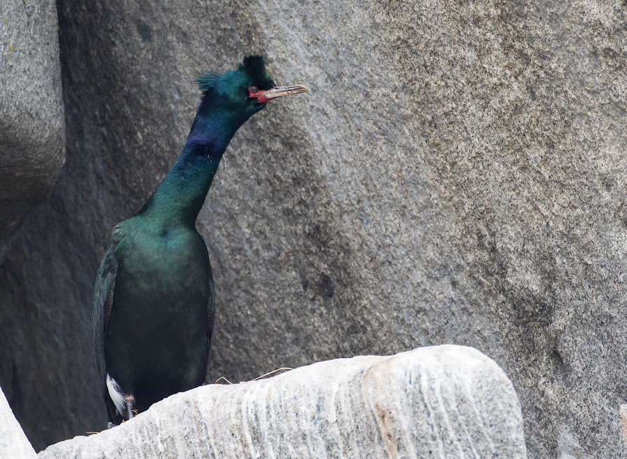 Берингов баклан (Phalacrocorax pelagicus)
Keywords: Берингов баклан Phalacrocorax pelagicus magadan2019