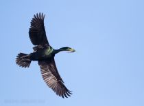 Берингов баклан Phalacrocorax pelagicus magadan2019
Filename=8Z2A4265.jpg
Filesize=100KB
Dimensions=900x663
Date added=Aug 23, 2019 8Z2A4265.jpg