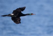 Берингов баклан Phalacrocorax pelagicus magadan2019
Filename=8Z2A4370.jpg
Filesize=89KB
Dimensions=900x624
Date added=Aug 23, 2019 8Z2A4370.jpg