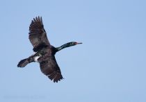 Берингов баклан Phalacrocorax pelagicus magadan2019
Filename=8Z2A4425.jpg
Filesize=116KB
Dimensions=900x633
Date added=Aug 23, 2019 8Z2A4425.jpg