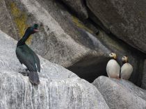 Берингов баклан Phalacrocorax pelagicus magadan2019
Filename=8Z2A4796.jpg
Filesize=372KB
Dimensions=900x676
Date added=Aug 23, 2019 8Z2A4796.jpg