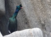 Берингов баклан Phalacrocorax pelagicus magadan2019
Filename=8Z2A4862.jpg
Filesize=354KB
Dimensions=900x659
Date added=Aug 23, 2019 8Z2A4862.jpg