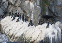Берингов баклан Phalacrocorax pelagicus magadan2019
Filename=8Z2A5376.jpg
Filesize=285KB
Dimensions=900x638
Date added=Aug 23, 2019 8Z2A5376.jpg