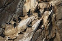 Берингов баклан Phalacrocorax pelagicus magadan2019 best
Filename=8Z2A5408.jpg
Filesize=391KB
Dimensions=900x600
Date added=Aug 23, 2019 8Z2A5408.jpg