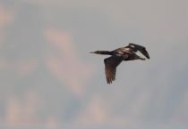 Берингов баклан Phalacrocorax pelagicus sakhalin2017
Filename=8Z2A6951.jpg
Filesize=64KB
Dimensions=900x623
Date added=Aug 12, 2017 8Z2A6951.jpg