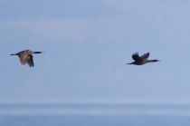 Берингов баклан Phalacrocorax pelagicus sakhalin2017
Filename=8Z2A7258.jpg
Filesize=95KB
Dimensions=900x597
Date added=Aug 12, 2017 8Z2A7258.jpg