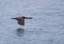 Берингов баклан Phalacrocorax pelagicus sakhalin2017
Filename=8Z2A7478.jpg
Filesize=158KB
Dimensions=900x623
Date added=Aug 12, 2017 8Z2A7478.jpg