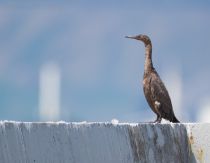 Берингов баклан Phalacrocorax pelagicus sakhalin2017
Filename=8Z2A7537.jpg
Filesize=142KB
Dimensions=900x699
Date added=Aug 12, 2017 8Z2A7537.jpg