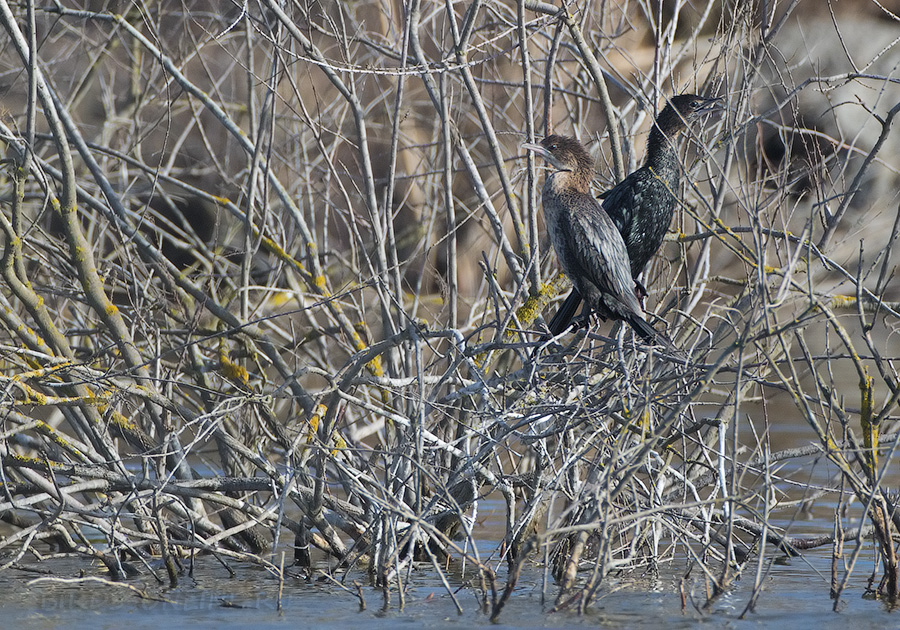 Баклан малый (Phalacrocorax pygmeus)
Keywords: Баклан малый Phalacrocorax pygmeus azer2017