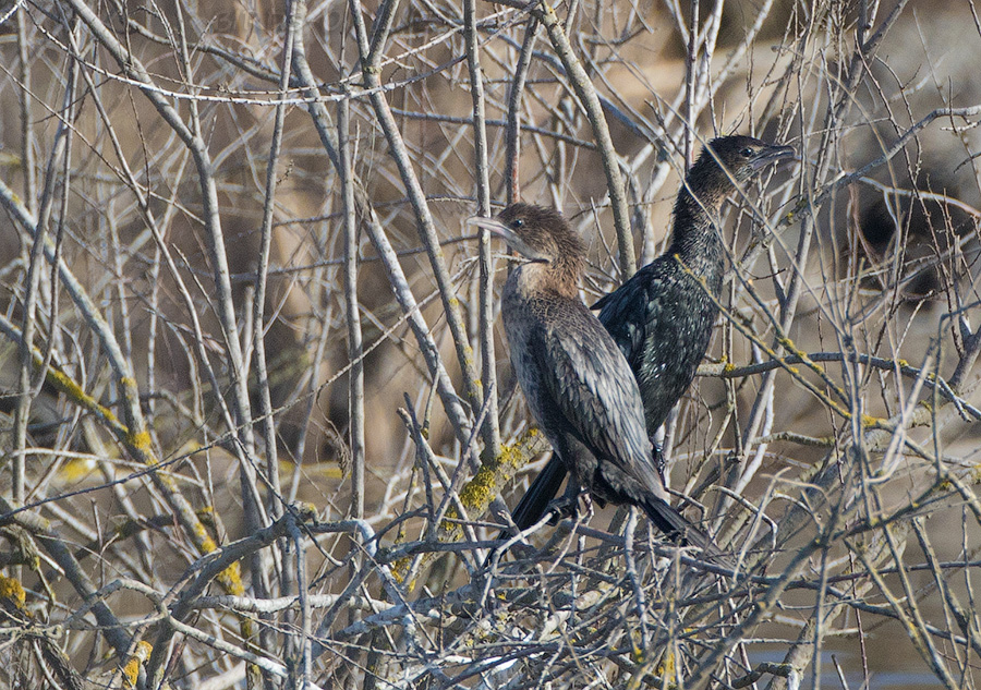 Баклан малый (Phalacrocorax pygmeus)
Keywords: Баклан малый Phalacrocorax pygmeus azer2017