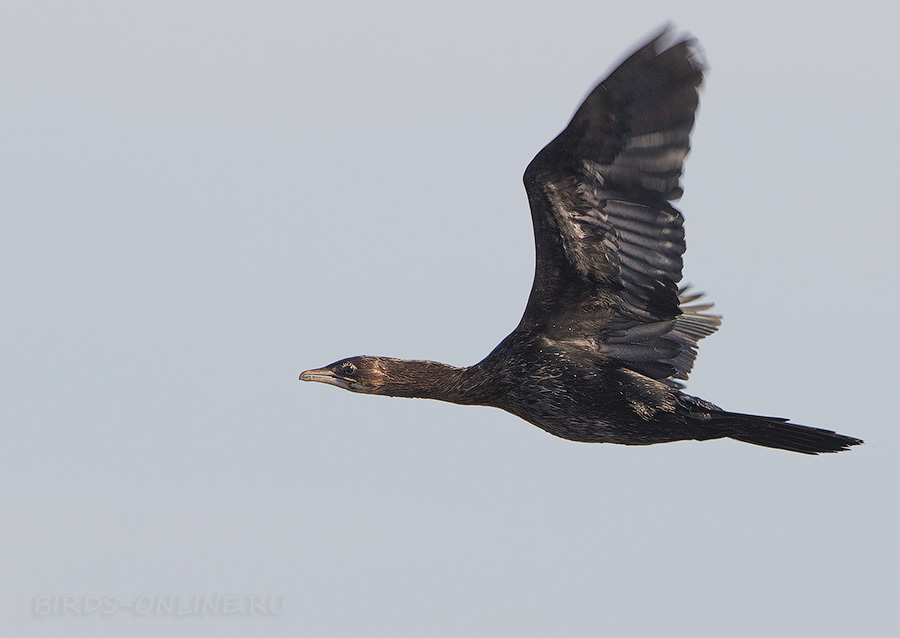 Баклан малый (Phalacrocorax pygmeus)
Keywords: Баклан малый Phalacrocorax pygmeus azer2017