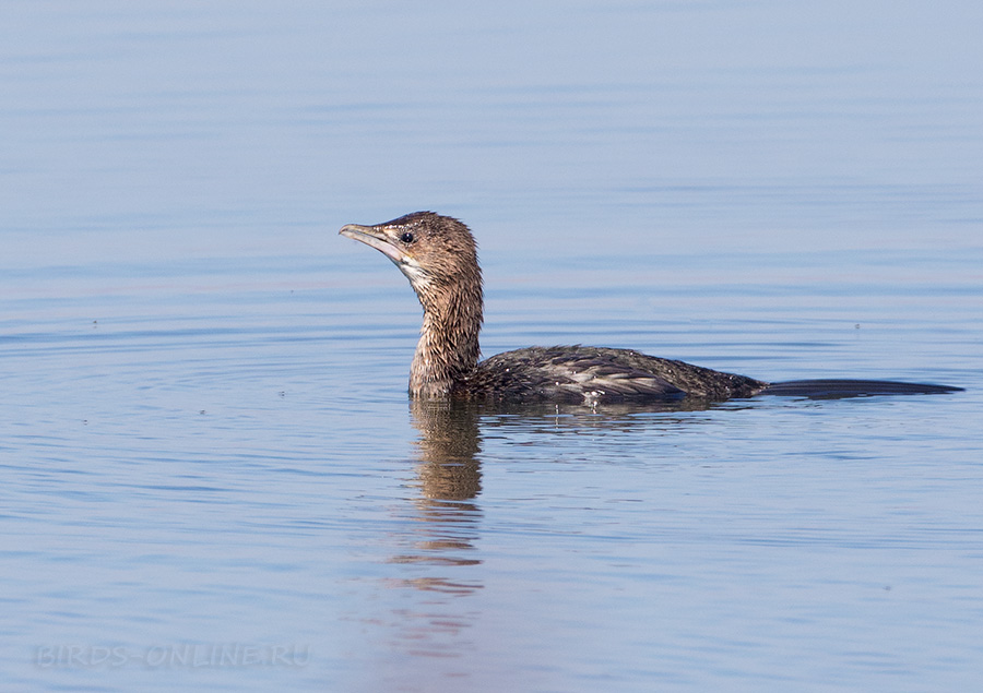 Баклан малый (Phalacrocorax pygmeus)
Keywords: Баклан малый Phalacrocorax pygmeus azer2017