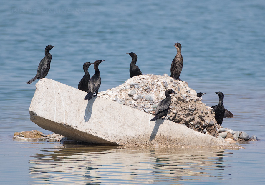 Баклан малый (Phalacrocorax pygmeus)
Keywords: Баклан малый Phalacrocorax pygmeus azer2018