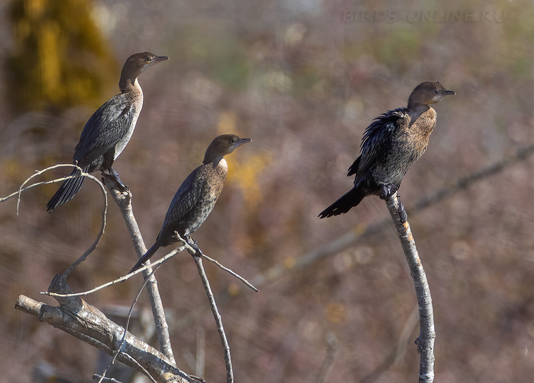 Баклан малый Phalacrocorax pygmeus
 
 Click to view full size image