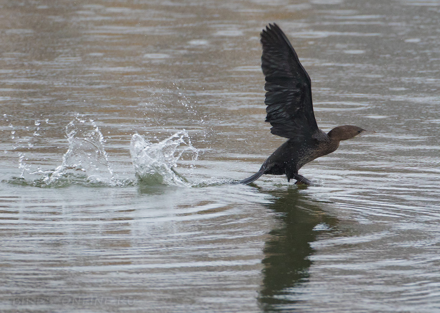 Баклан малый (Phalacrocorax pygmeus)
Keywords: Баклан малый Phalacrocorax pygmeus sochi2019