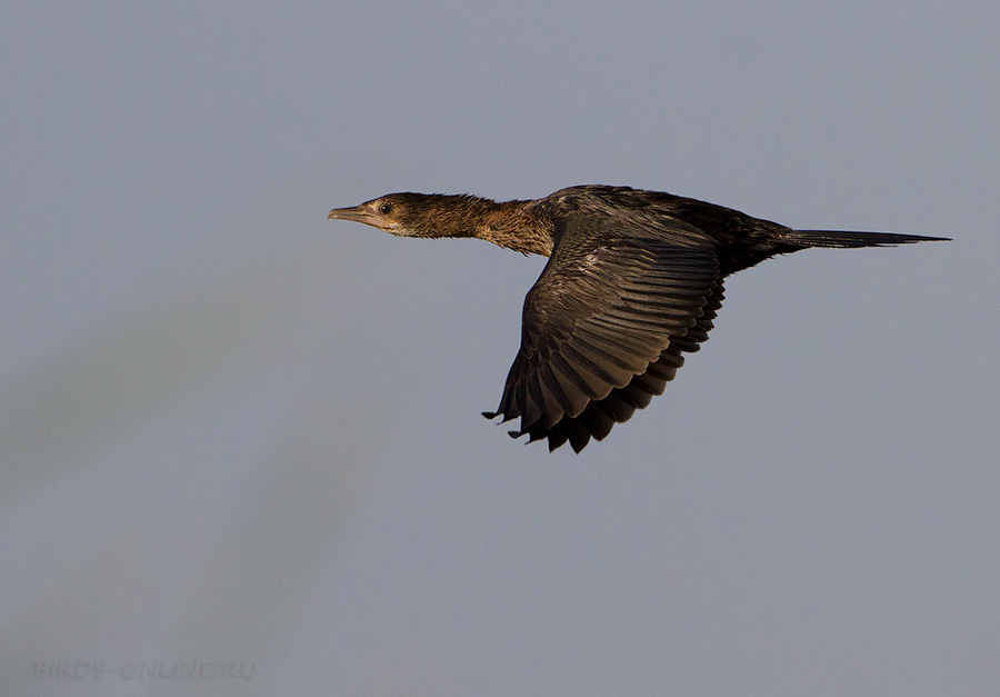 Баклан малый (Phalacrocorax pygmeus)
Keywords: Баклан малый Phalacrocorax pygmeus armenia2013