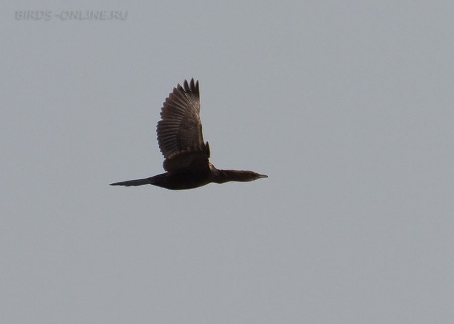 Баклан малый (Phalacrocorax pygmeus)
Keywords: Баклан малый Phalacrocorax pygmeus dagestan