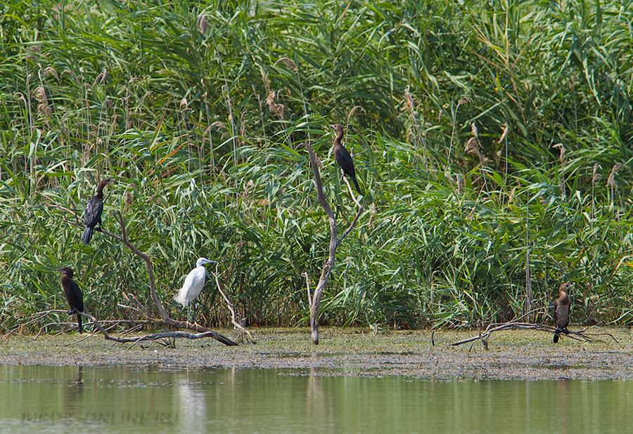 Баклан малый (Phalacrocorax pygmeus)
Keywords: Баклан малый Phalacrocorax pygmeus dagestan