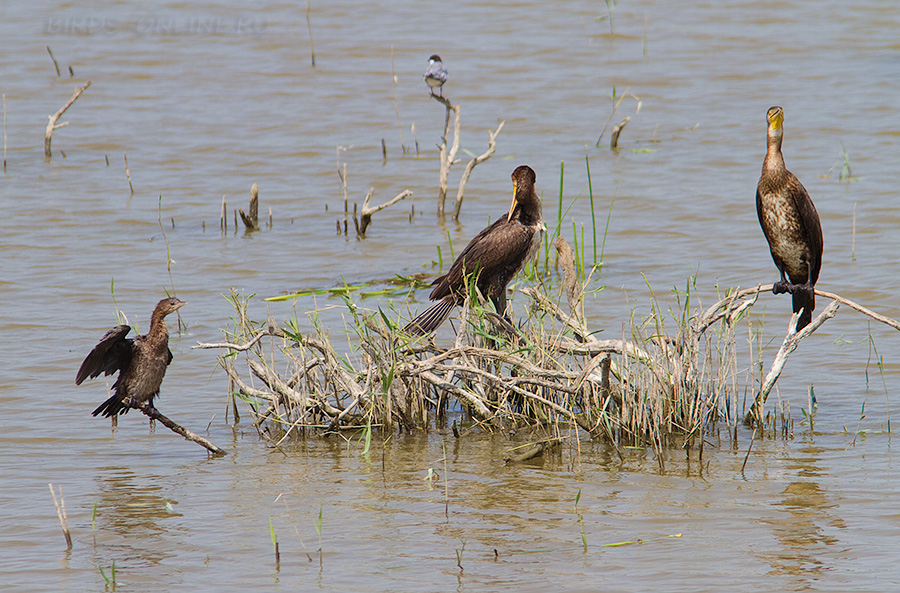 Баклан малый (Phalacrocorax pygmeus)
Слева малый, справа два больШих
Keywords: Баклан малый Phalacrocorax pygmeus dagestan