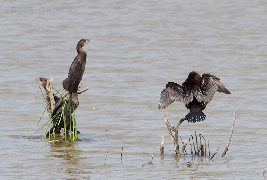 Баклан малый (Phalacrocorax pygmeus)
Keywords: Баклан малый Phalacrocorax pygmeus dagestan