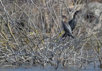 Баклан малый Phalacrocorax pygmeus azer2017
Filename=8Z2A0706.jpg
Filesize=434KB
Dimensions=900x630
Date added=Mar 04, 2017 8Z2A0706.jpg